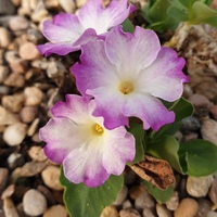 Primula  'Pink Ice'